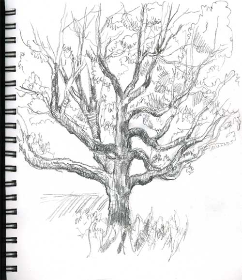 Live Oak Tree Drawing At Getdrawings Free Download 3818