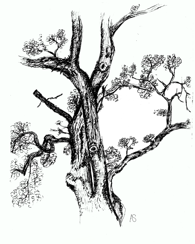 Download Oak Tree Drawing Png | PNG & GIF BASE