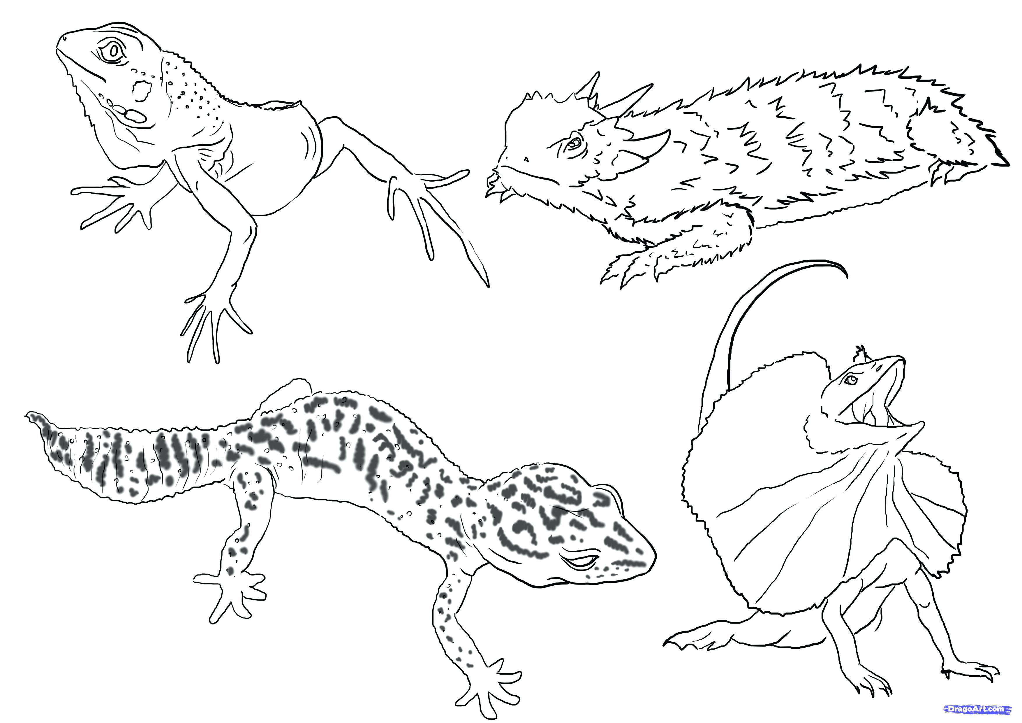 Lizard Drawing For Kids at GetDrawings | Free download