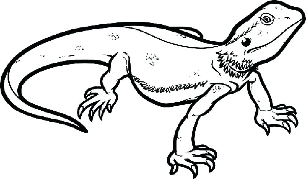 The best free Lizard drawing images Download from 734