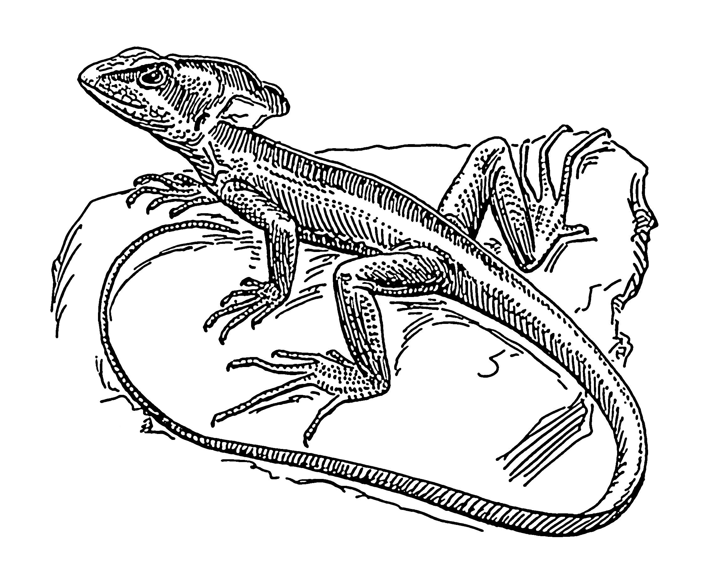 Lizard Line Drawing at GetDrawings | Free download
