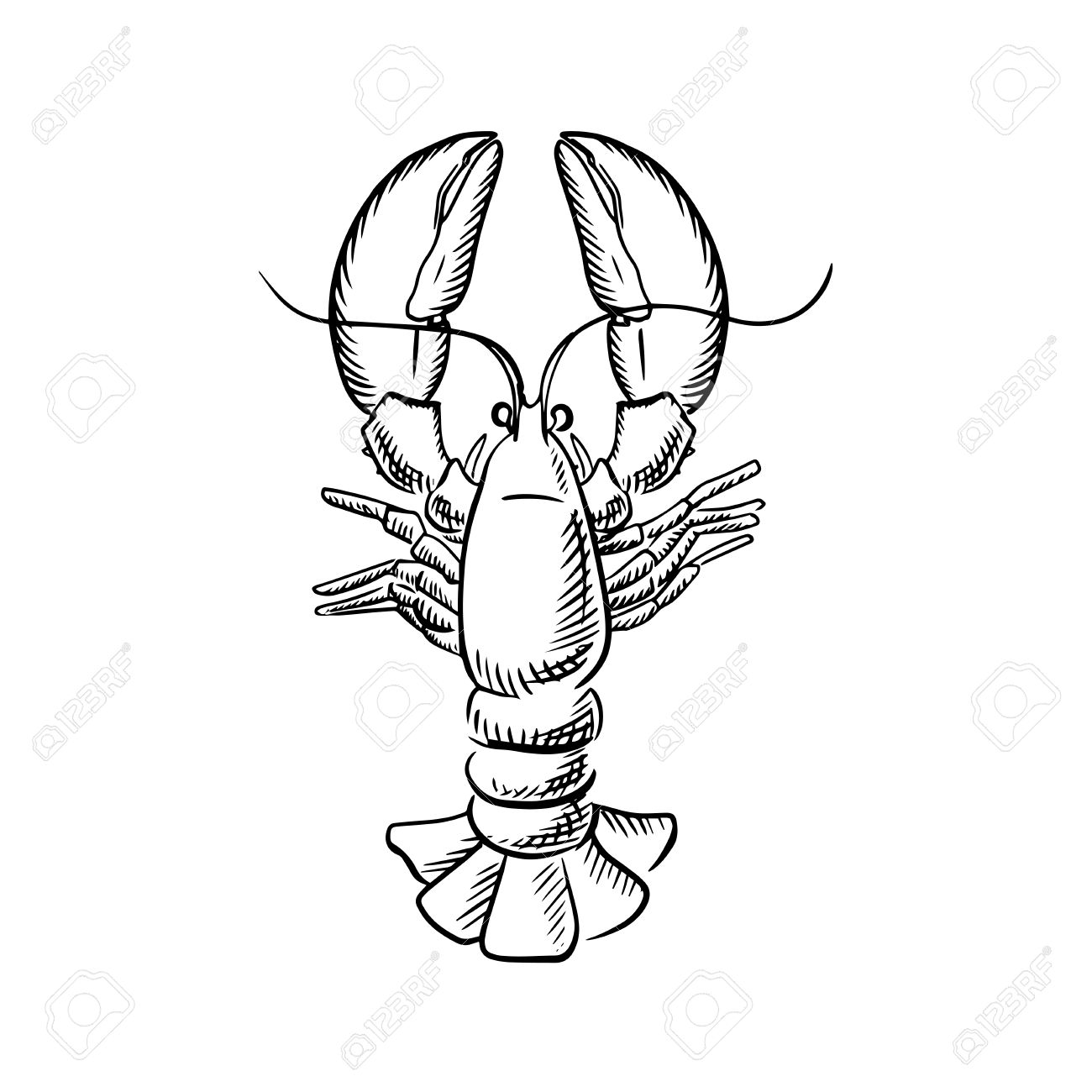Lobster Claw Drawing at GetDrawings Free download