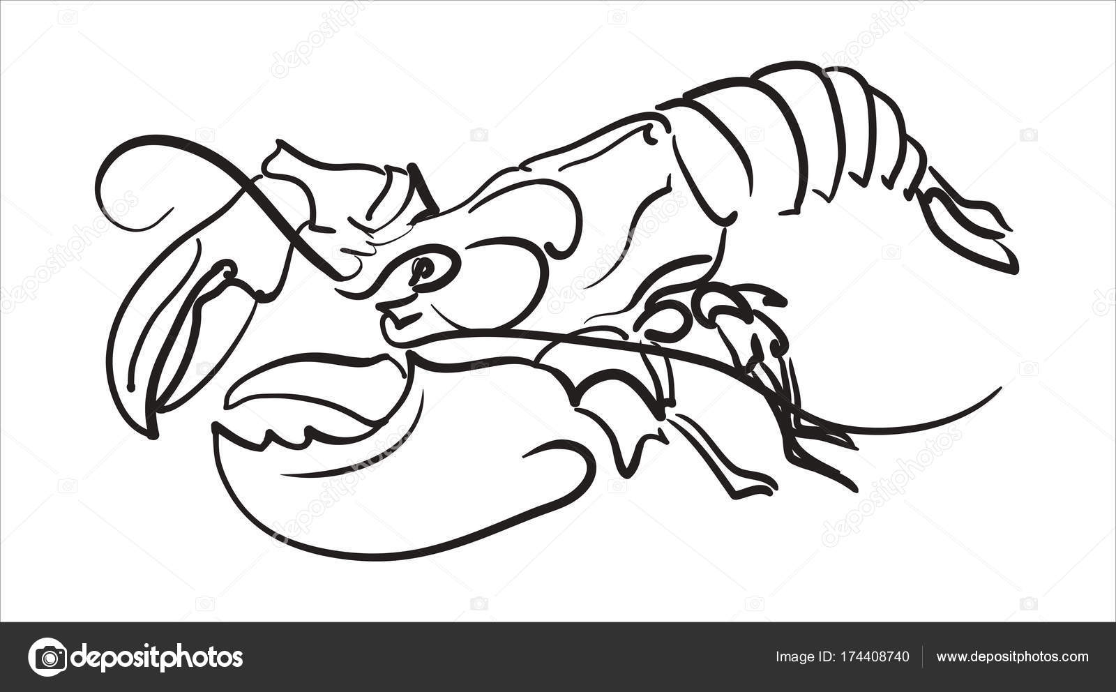 Lobster Line Drawing at GetDrawings Free download