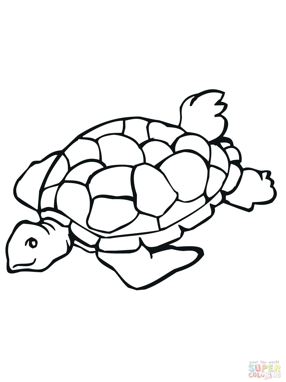 Loggerhead Turtle Drawing At Getdrawings 