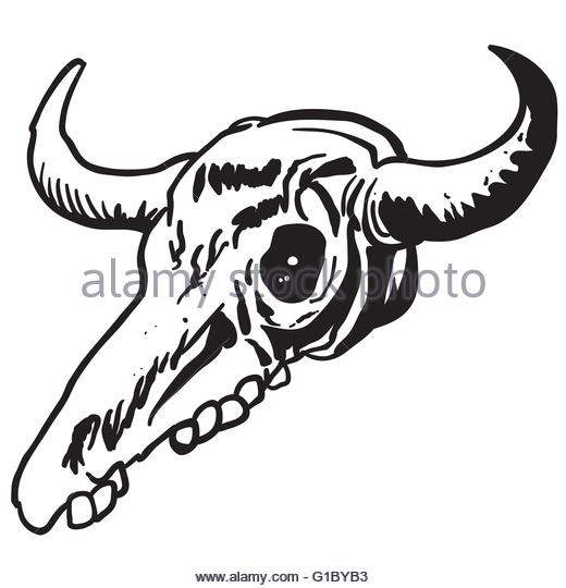Longhorn Skull Drawing at GetDrawings | Free download