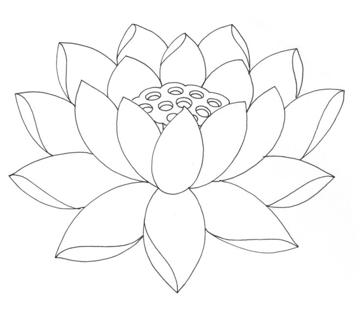 White Lotus Flower Drawing at GetDrawings | Free download