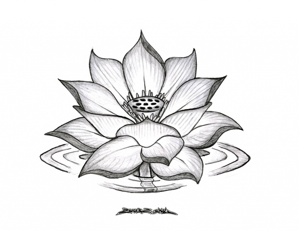 Lotus Flower Drawing Outline At Getdrawings Free Download 0947