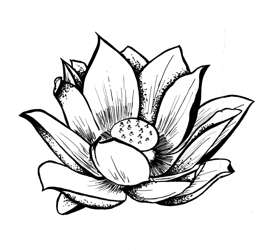 Lotus Flower Drawing Outline at GetDrawings | Free download