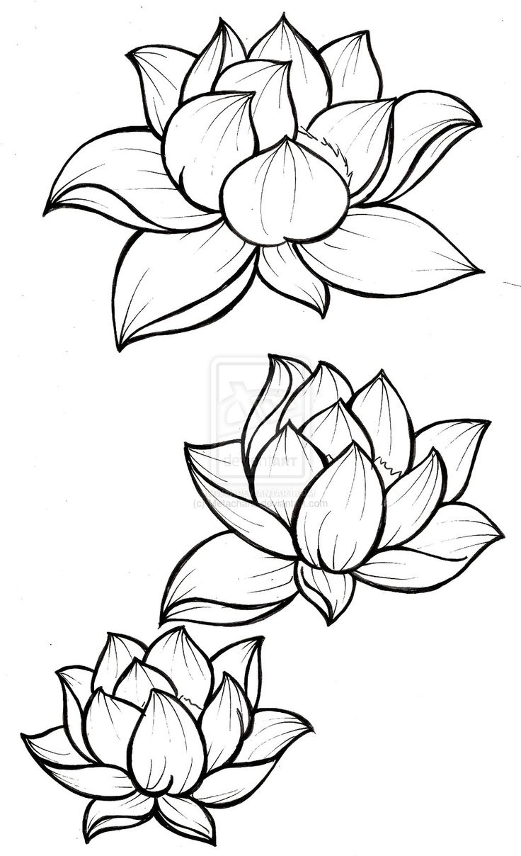 Lotus Flower Line Drawing at GetDrawings | Free download