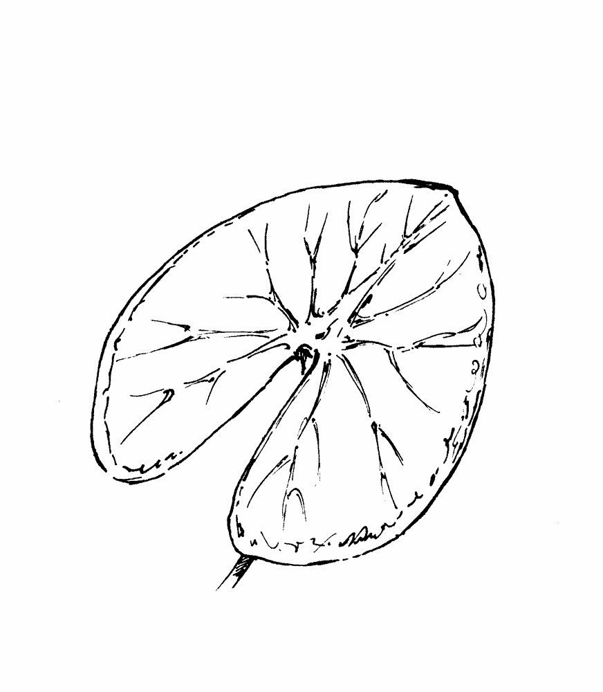 Lotus Leaf Drawing at GetDrawings Free download