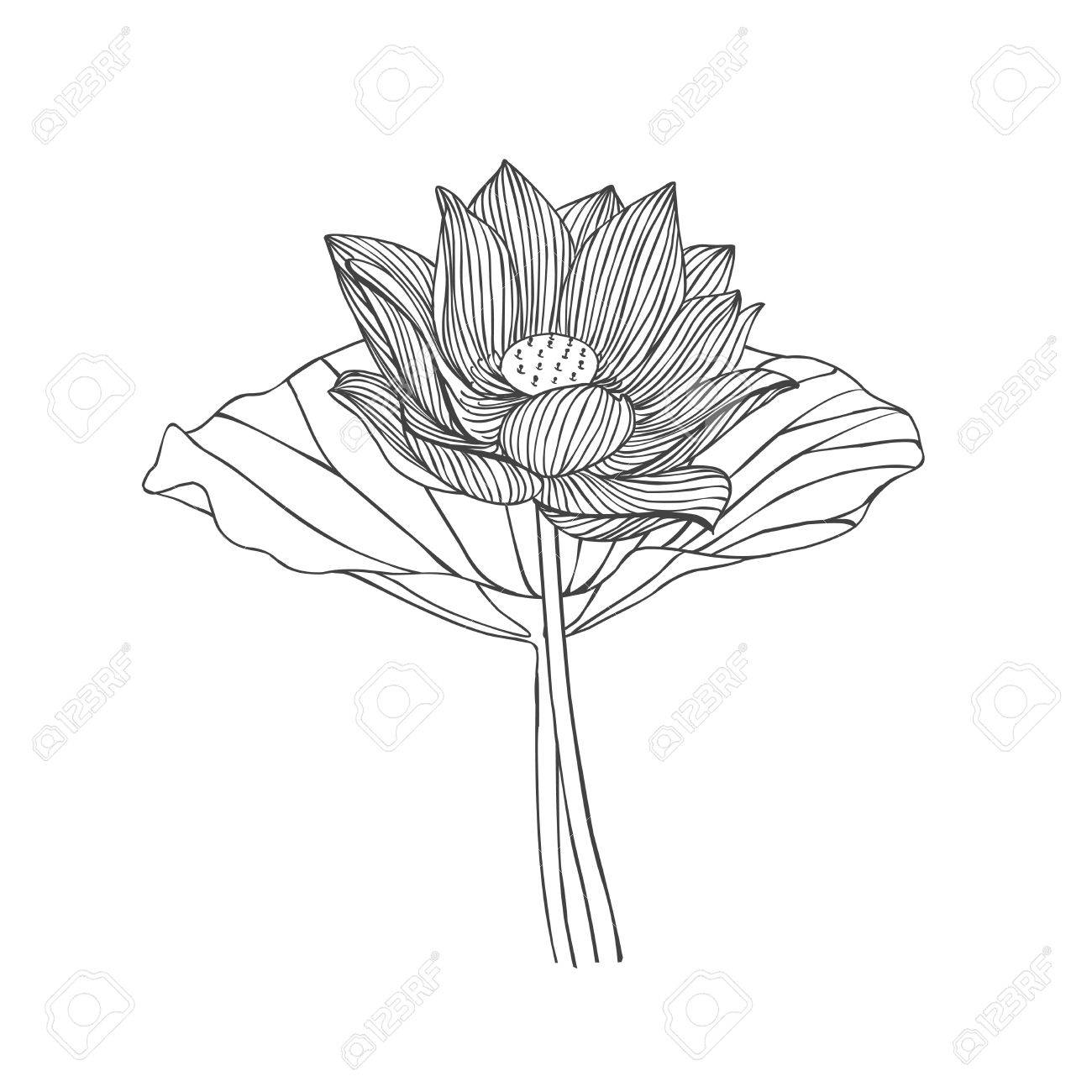 Lotus Leaf Drawing at GetDrawings Free download