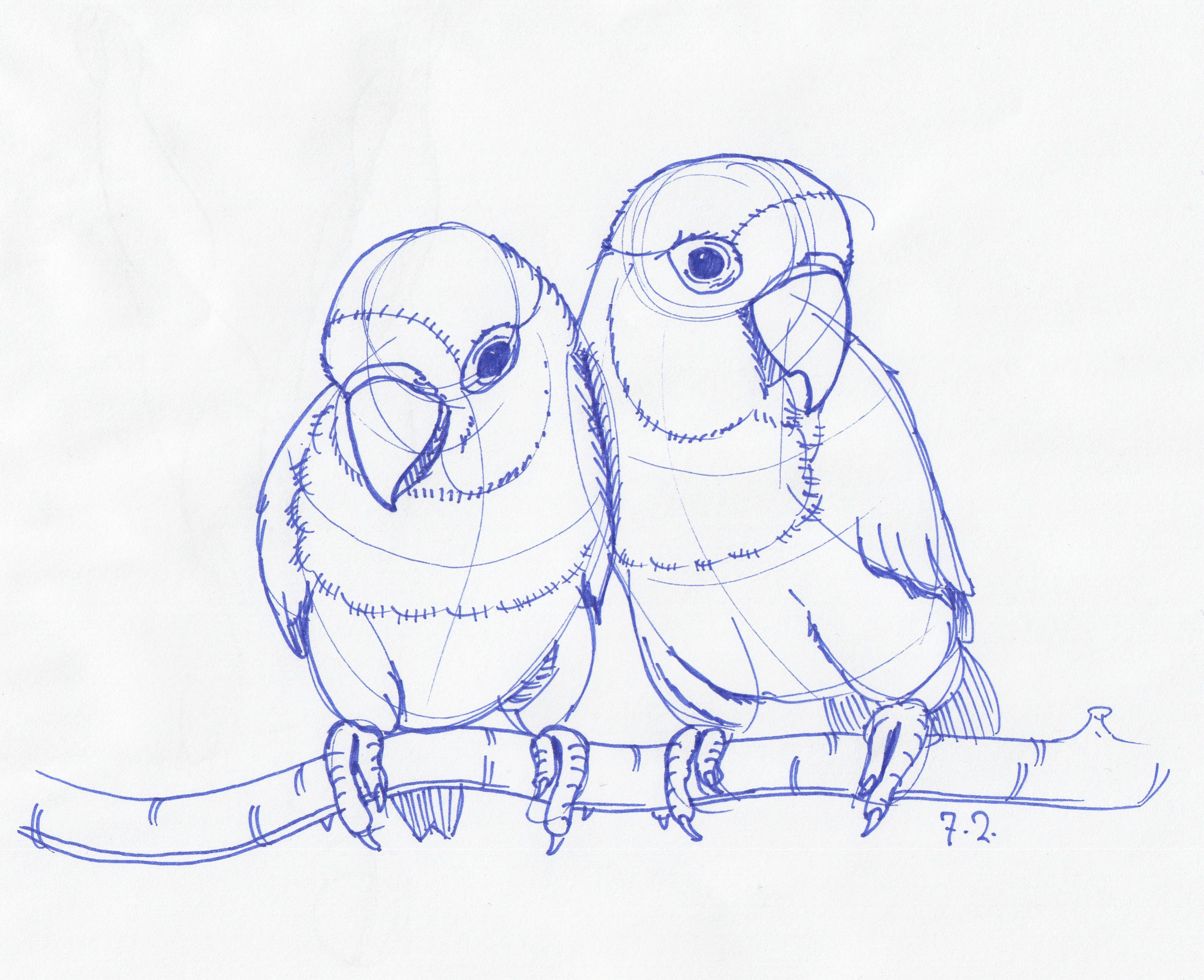 Simple Love Bird Sketch Drawing for Girl