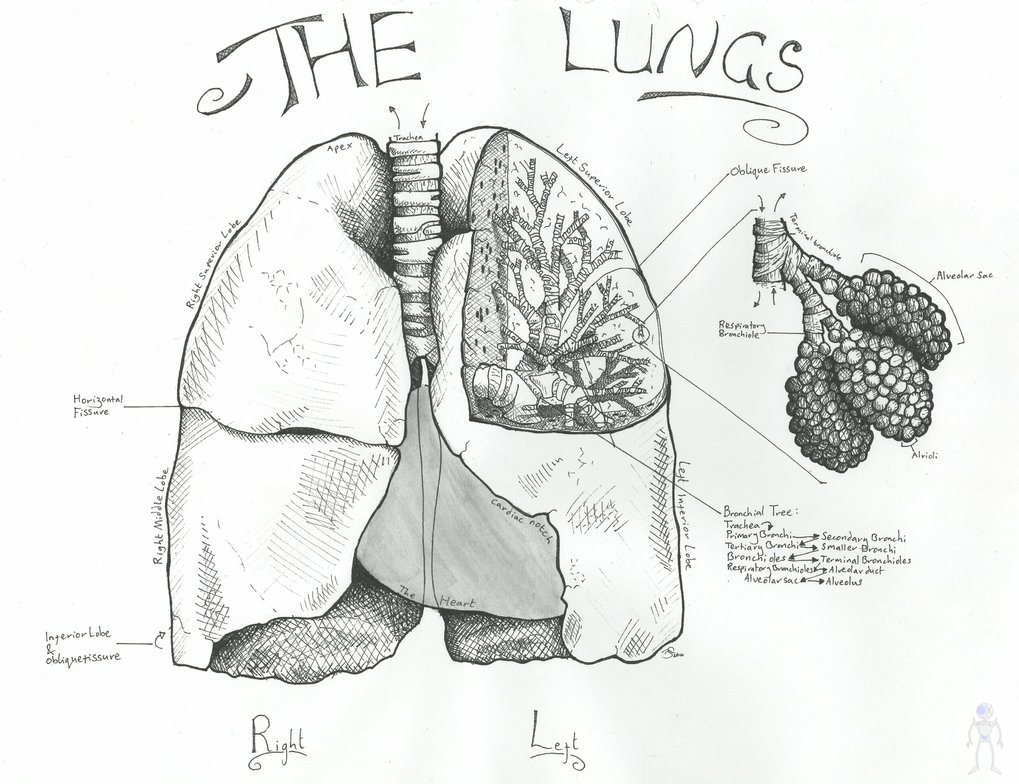 Lungs Drawing at GetDrawings | Free download