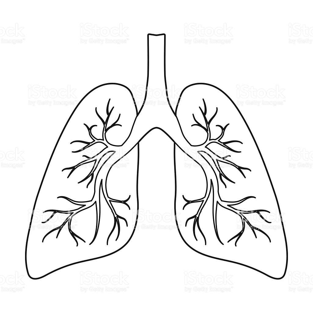 lungs-drawing-at-getdrawings-free-download