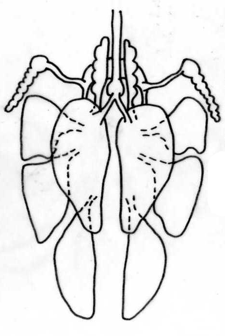 Tobacco Lungs Coloring Coloring Pages