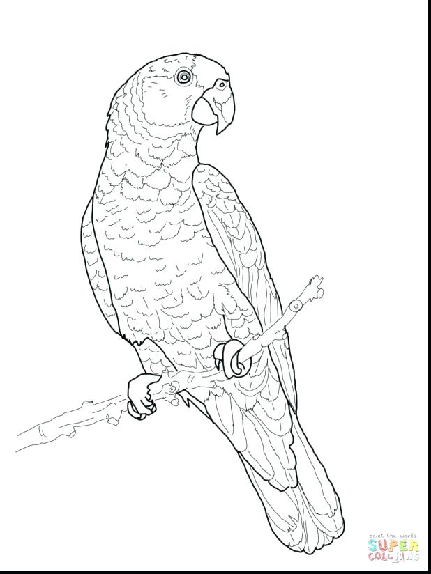 macaw-drawing-at-getdrawings-free-download