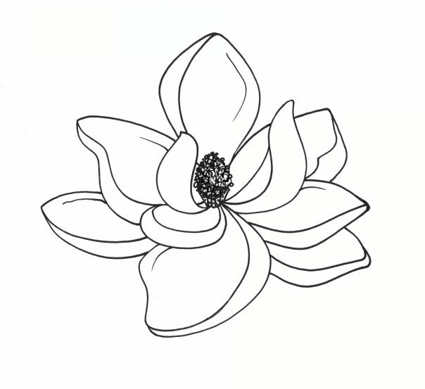 Magnolia Tree Drawing at PaintingValley.com | Explore collection of