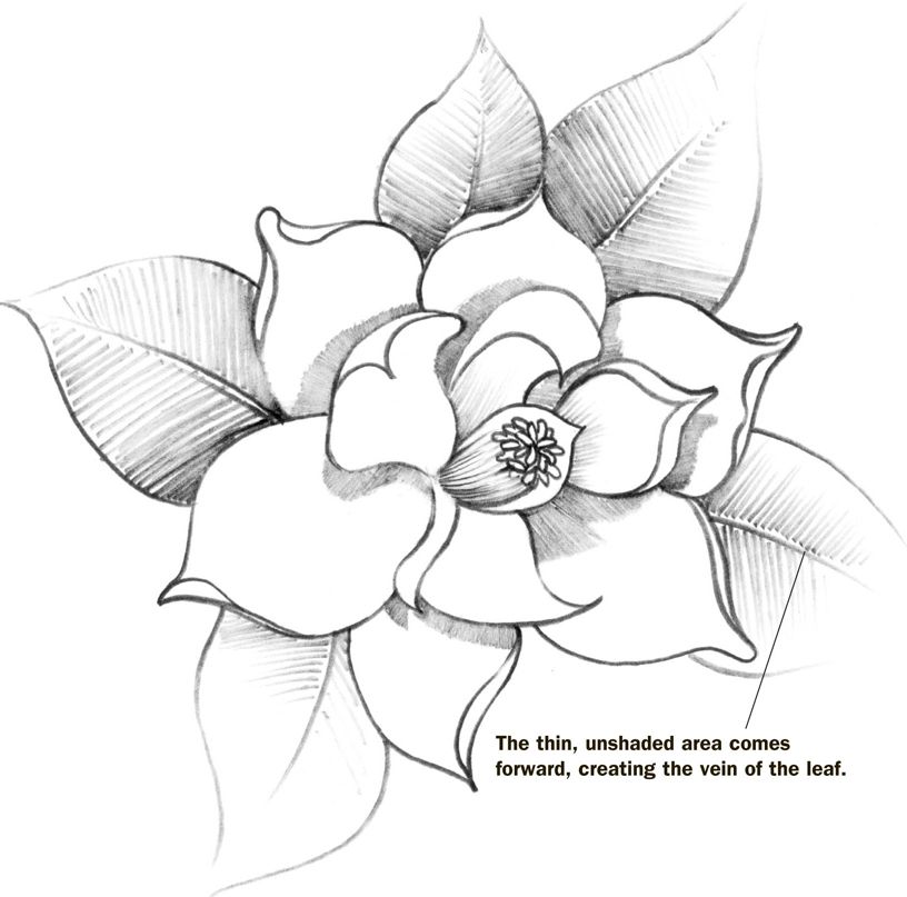 Magnolia Drawing at GetDrawings | Free download