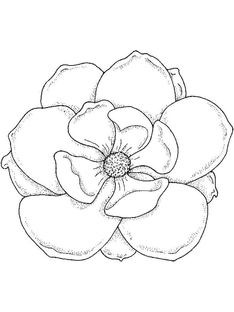 Magnolia Tree Coloring Pages
