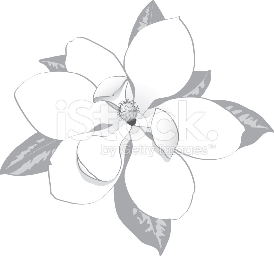 Magnolia Flower Drawing at GetDrawings | Free download