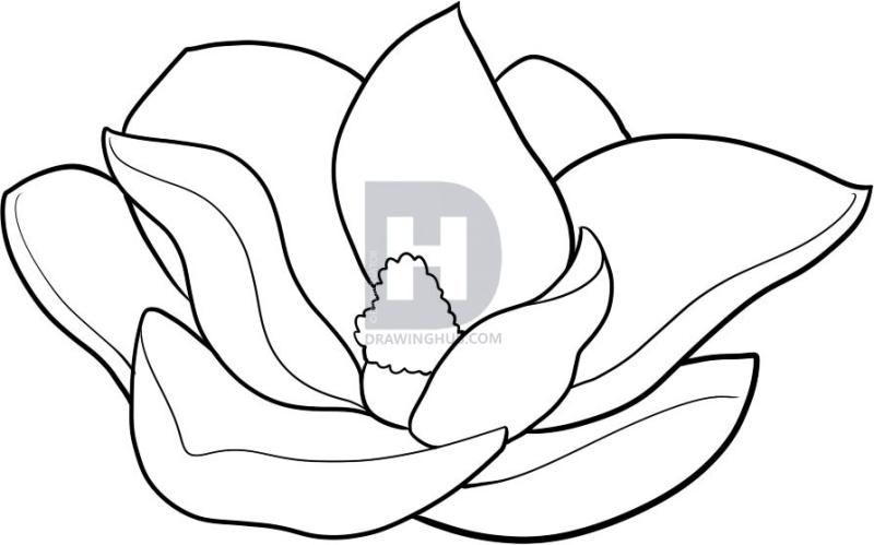 Magnolia Flower Drawing at GetDrawings | Free download