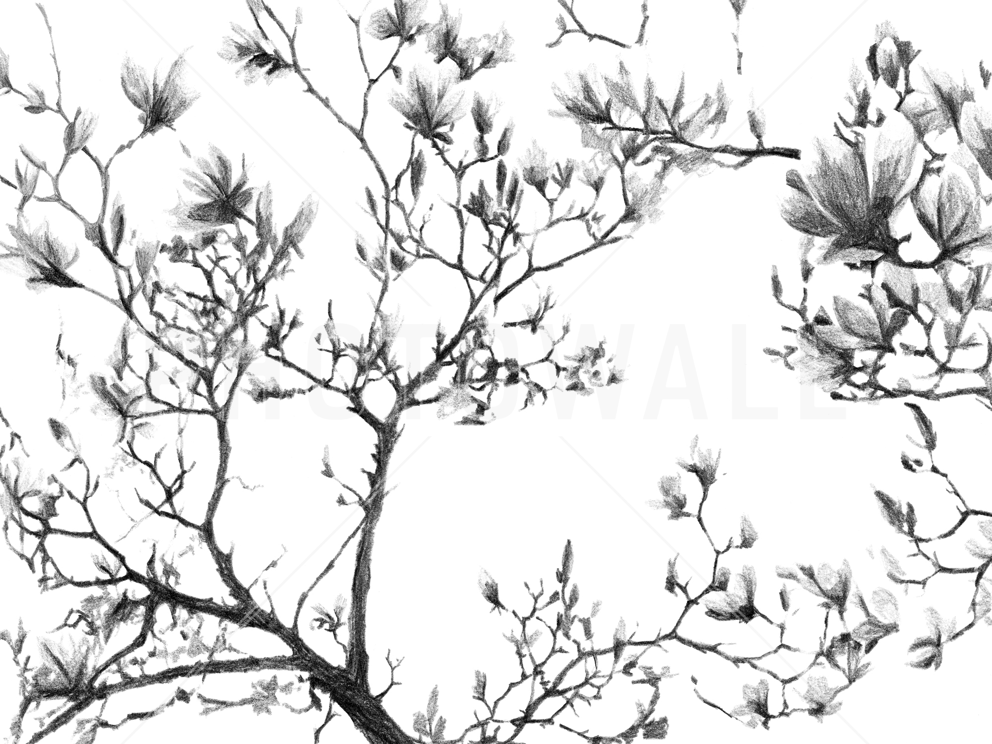 Magnolia Tree Drawing at GetDrawings | Free download