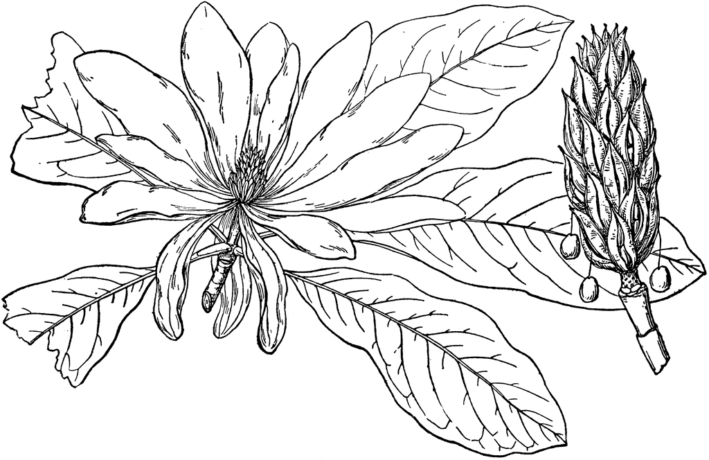 Magnolia Tree Drawing at GetDrawings | Free download