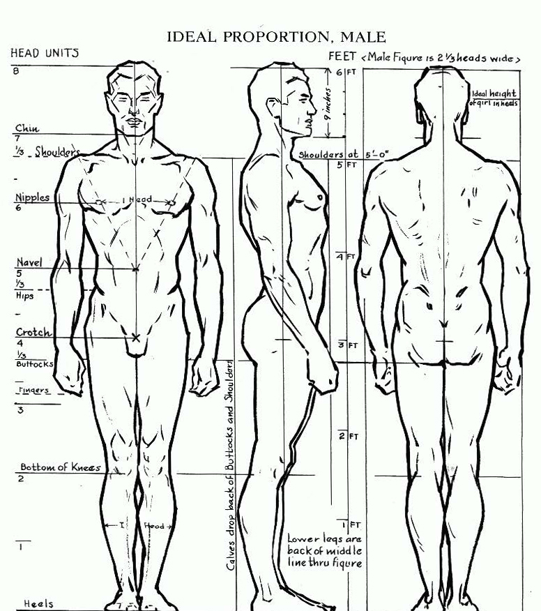 Male Body Proportions Drawing at GetDrawings | Free download
