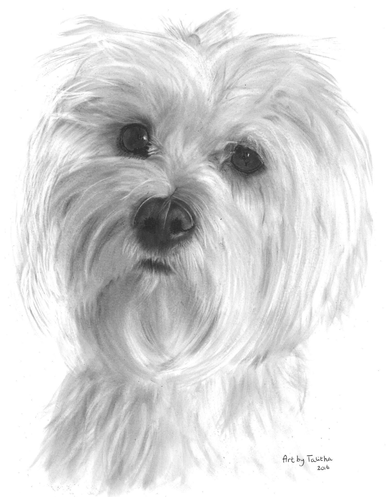 Maltese Dog Drawing at GetDrawings Free download