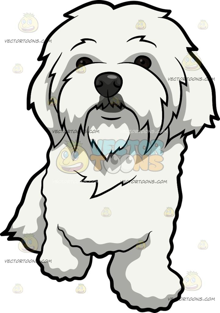 The Best Free Maltese Drawing Images Download From 196 Free