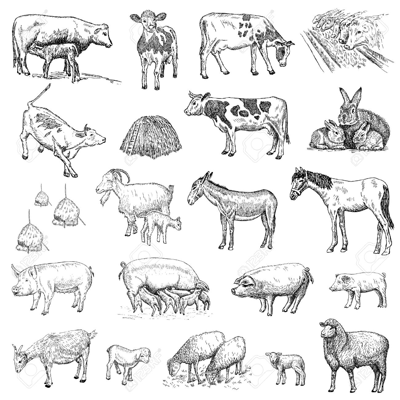 Mammals Drawing at GetDrawings Free download
