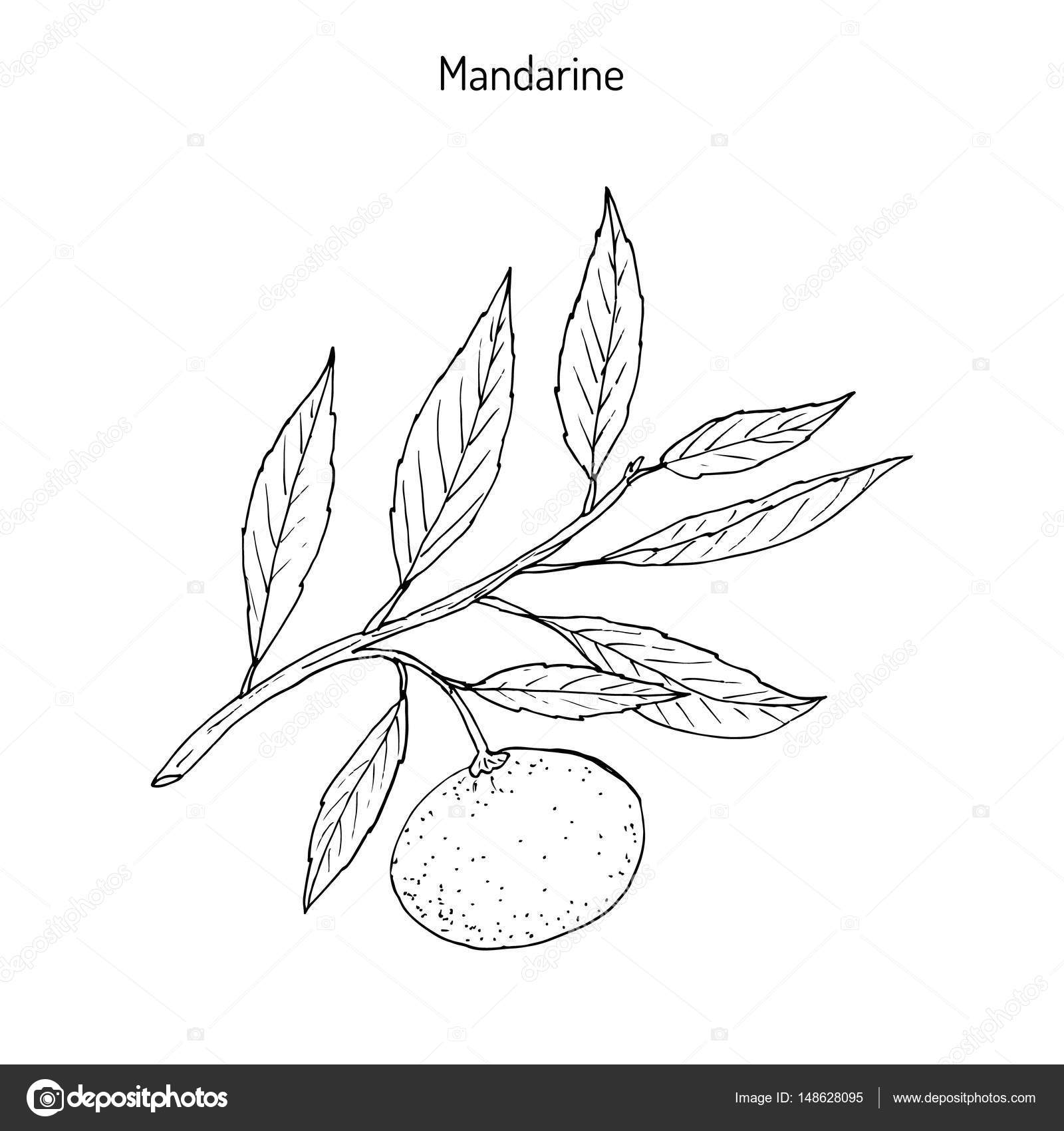 Листья мандаринового дерева рисунок