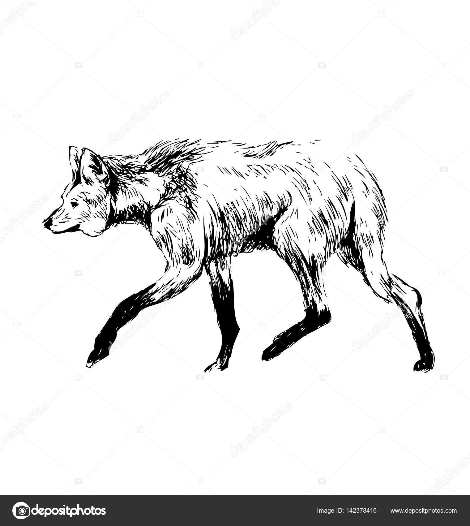 Maned Wolf Drawing at GetDrawings | Free download