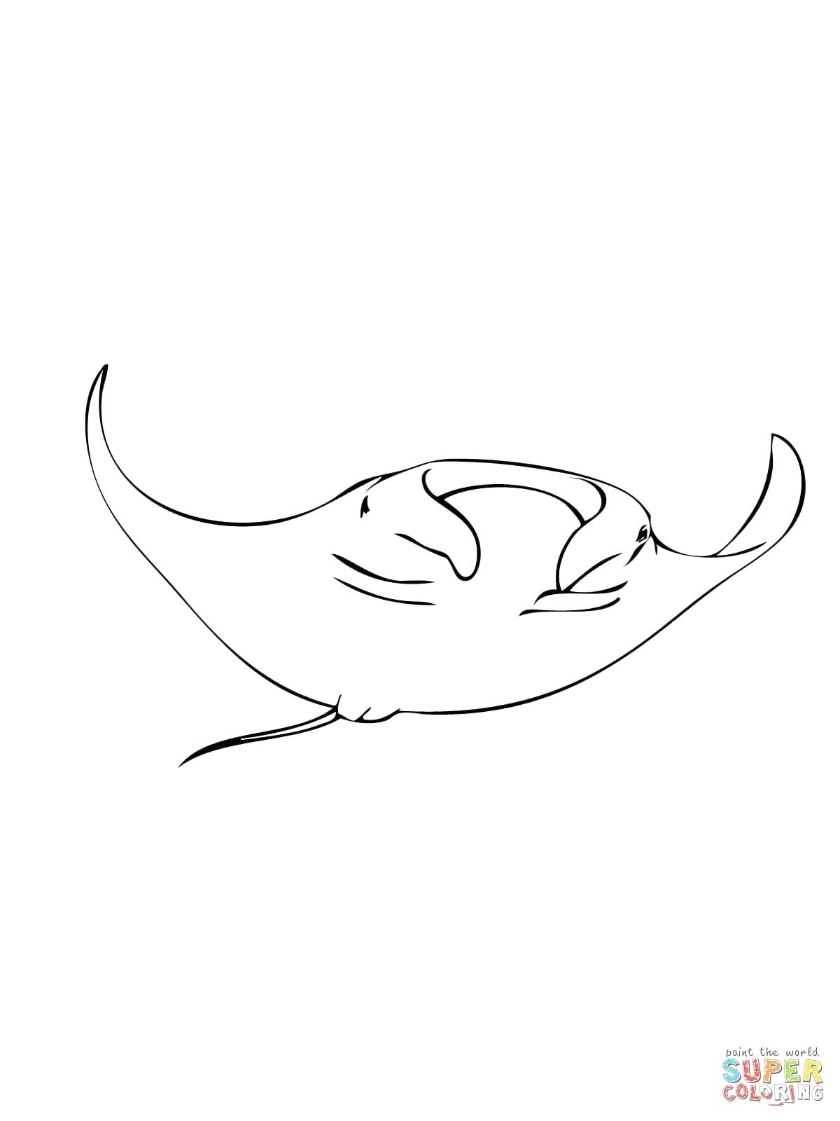 manta ray drawing