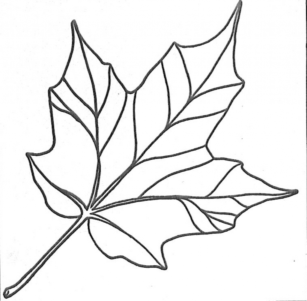 Maple Leaf Drawing Template At GetDrawings Free Download