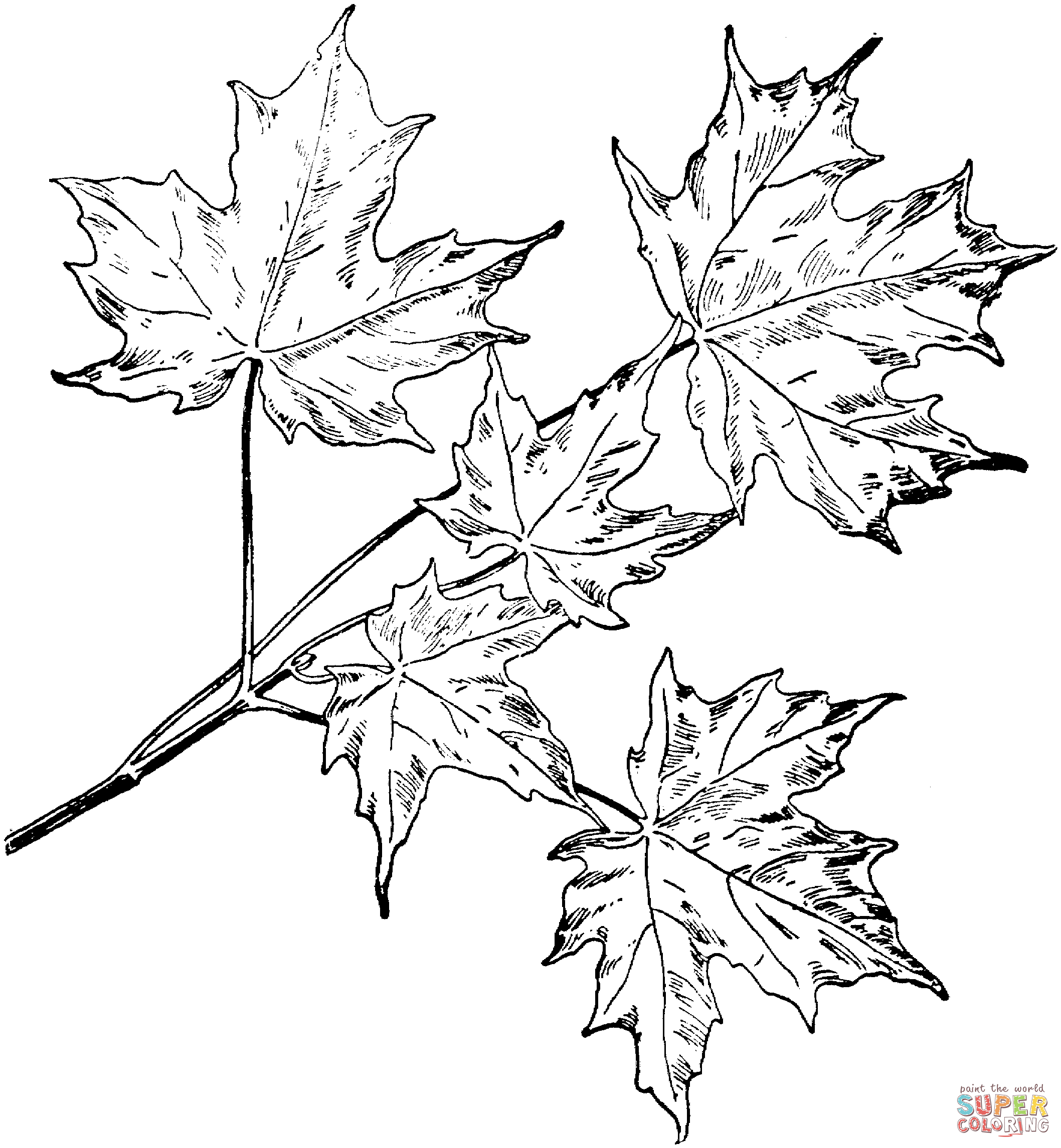 Maple Leaf Line Drawing at GetDrawings Free download