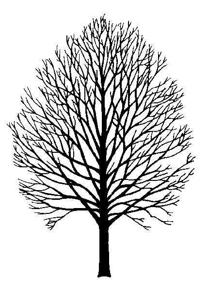 Maple Tree Drawing at GetDrawings | Free download