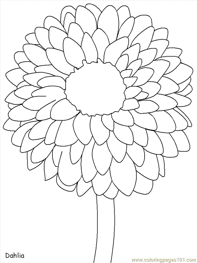 Marigold Flower Drawing at GetDrawings Free download