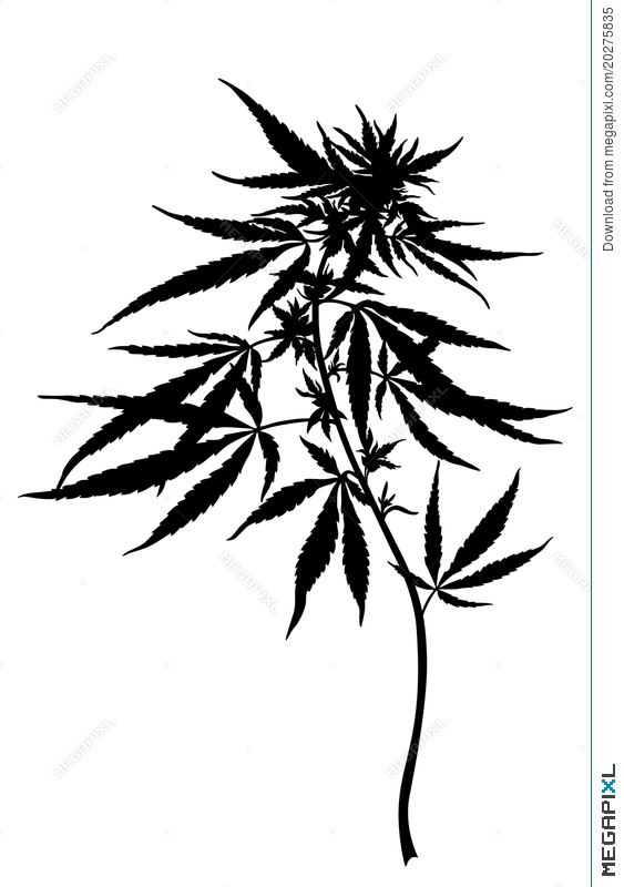 Marijuana Plant Drawing at GetDrawings Free download