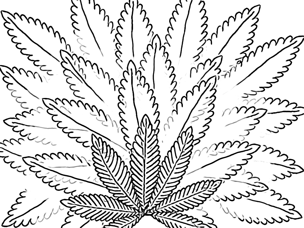 Marijuana Plant Drawing At GetDrawings | Free Download