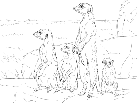 Meerkat Drawing at GetDrawings | Free download