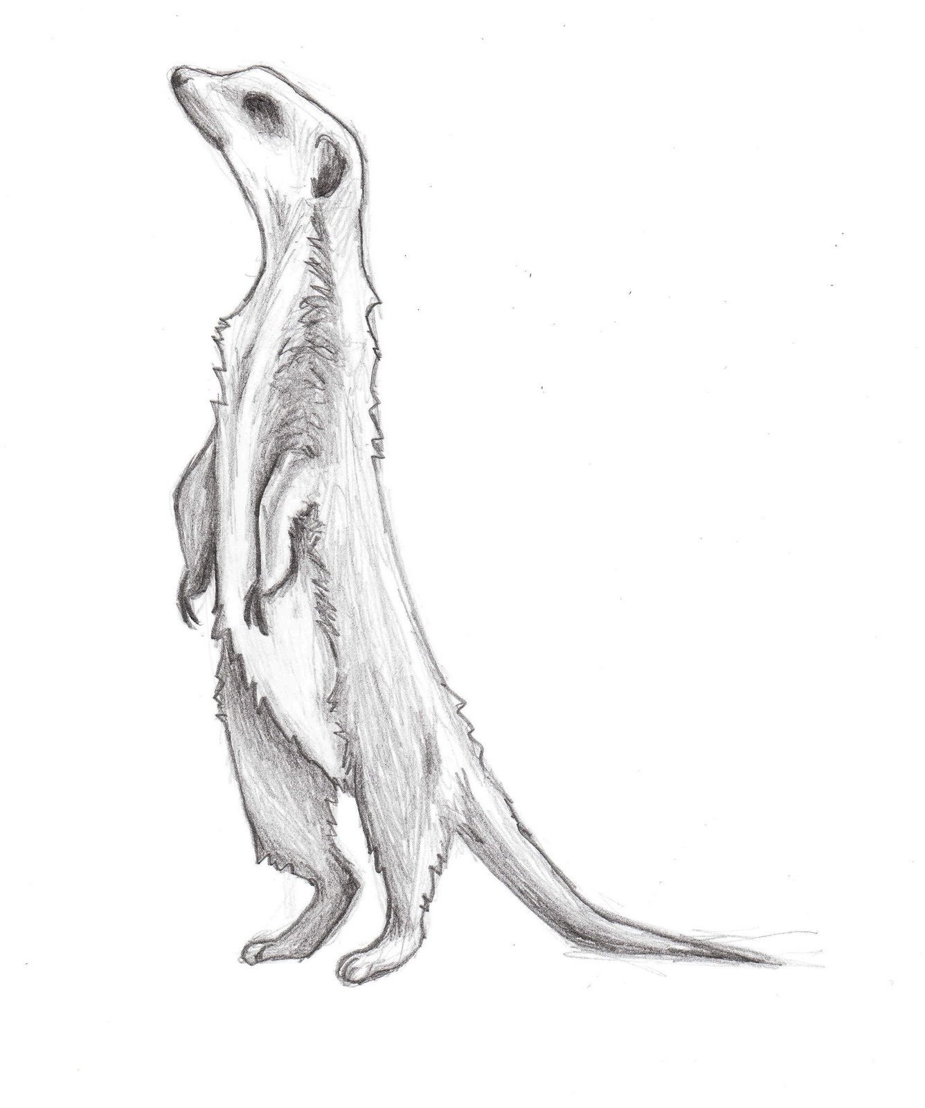 Meerkat Drawing at GetDrawings Free download