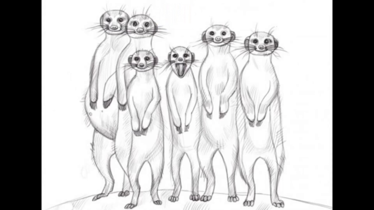 Meerkat Drawing at GetDrawings | Free download