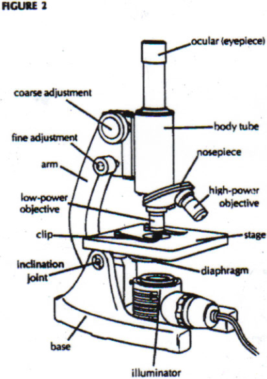 Microscope Drawing Easy at GetDrawings Free download