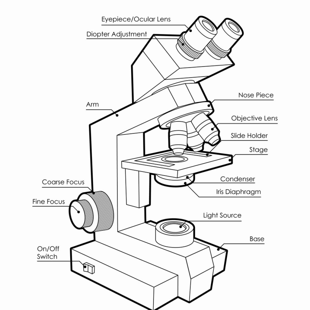 Microscope Drawing Worksheet at GetDrawings Free download