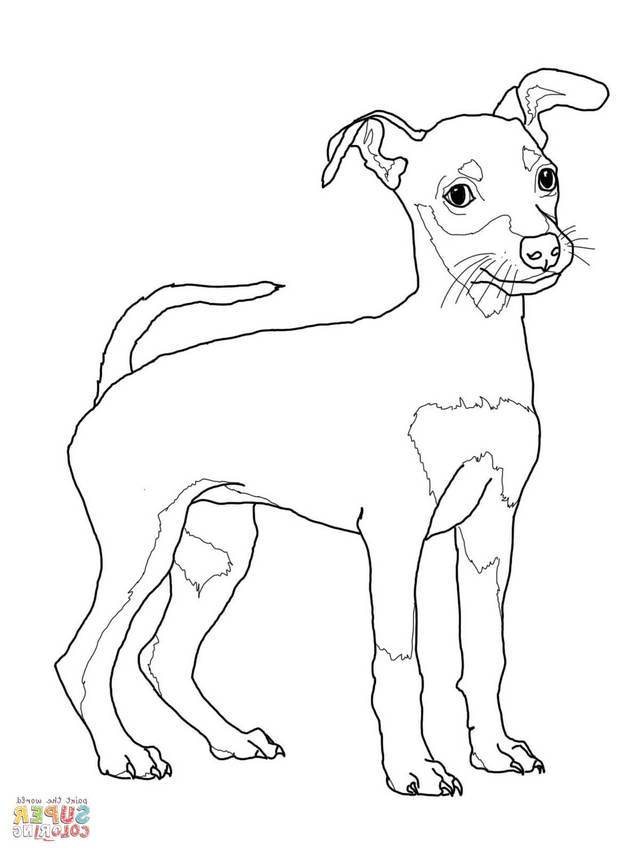Miniature Pinscher Drawing at GetDrawings  Free download