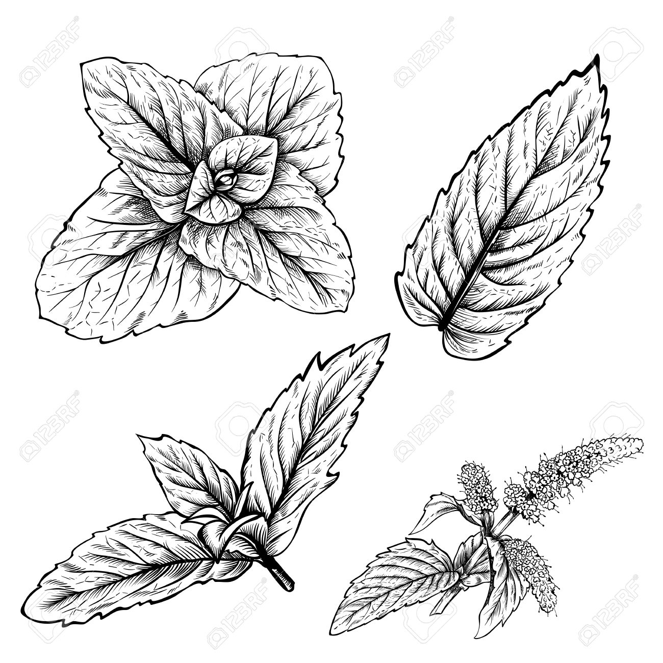 Mint Leaf Drawing at GetDrawings Free download