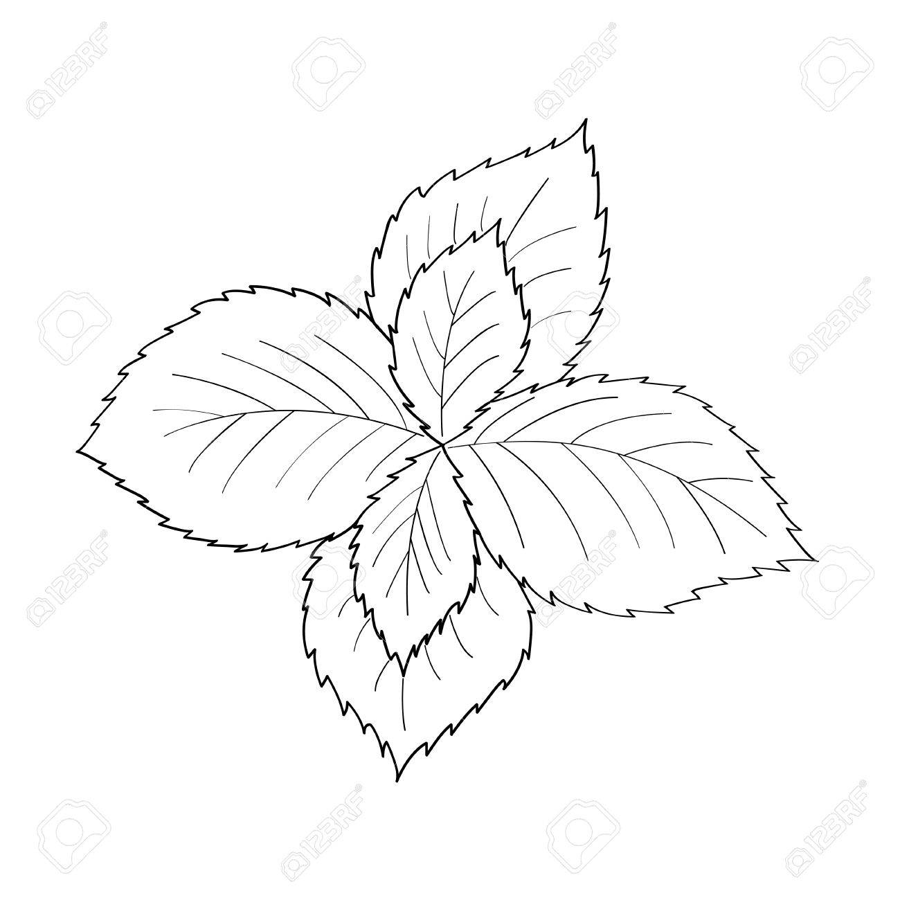 The best free Mint drawing images. Download from 190 free drawings of