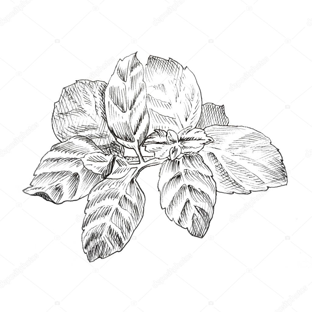 Mint Leaf Drawing at GetDrawings | Free download