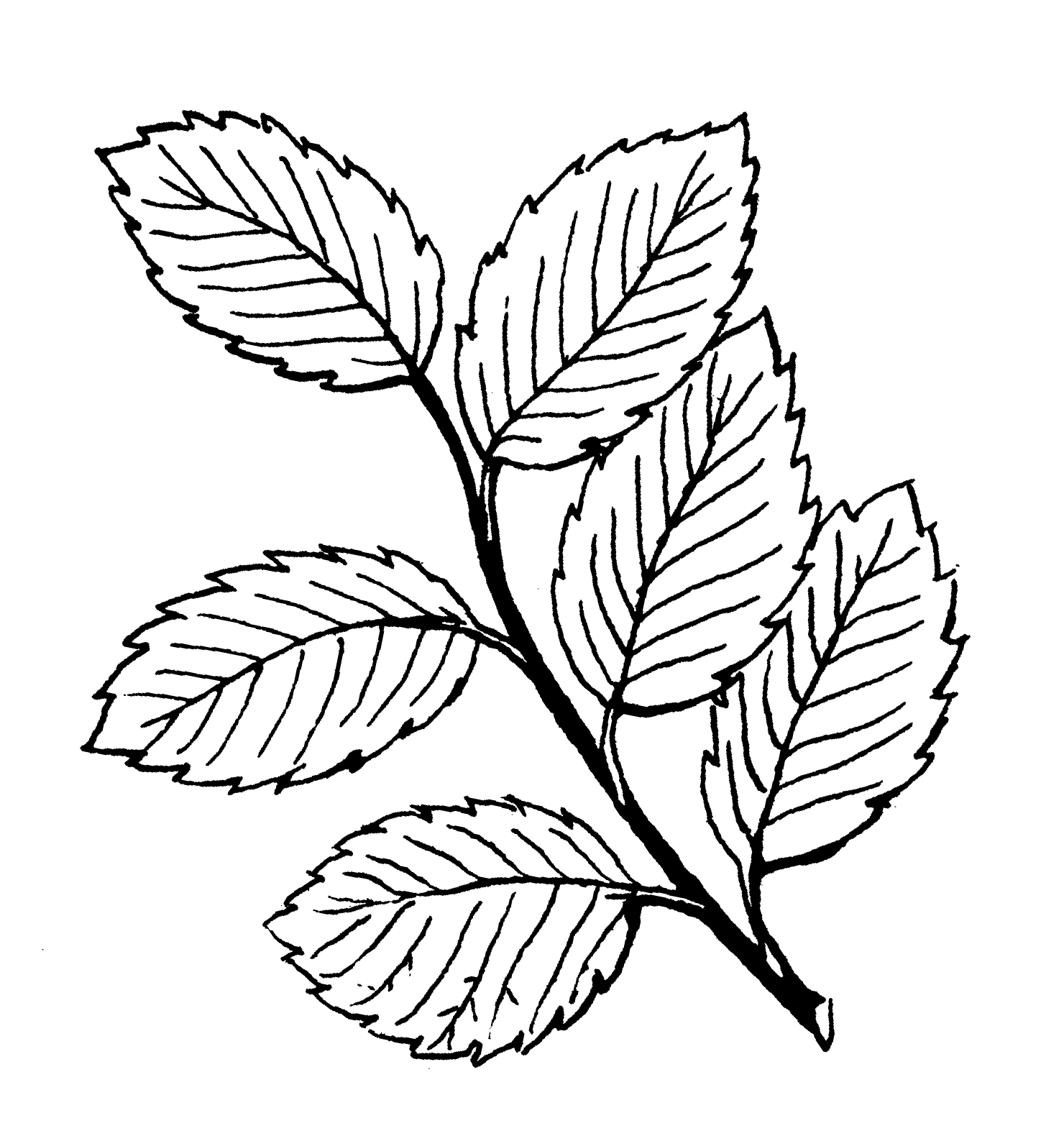 Mint Leaf Drawing at GetDrawings | Free download